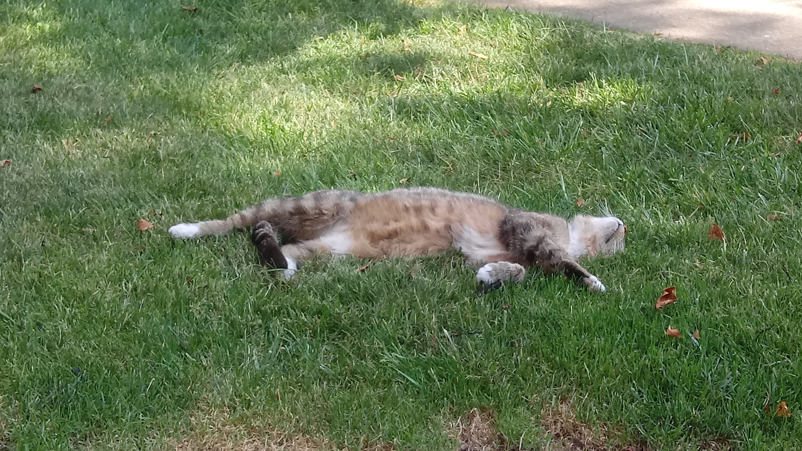 A neighborhood cat, sleeping in the sun