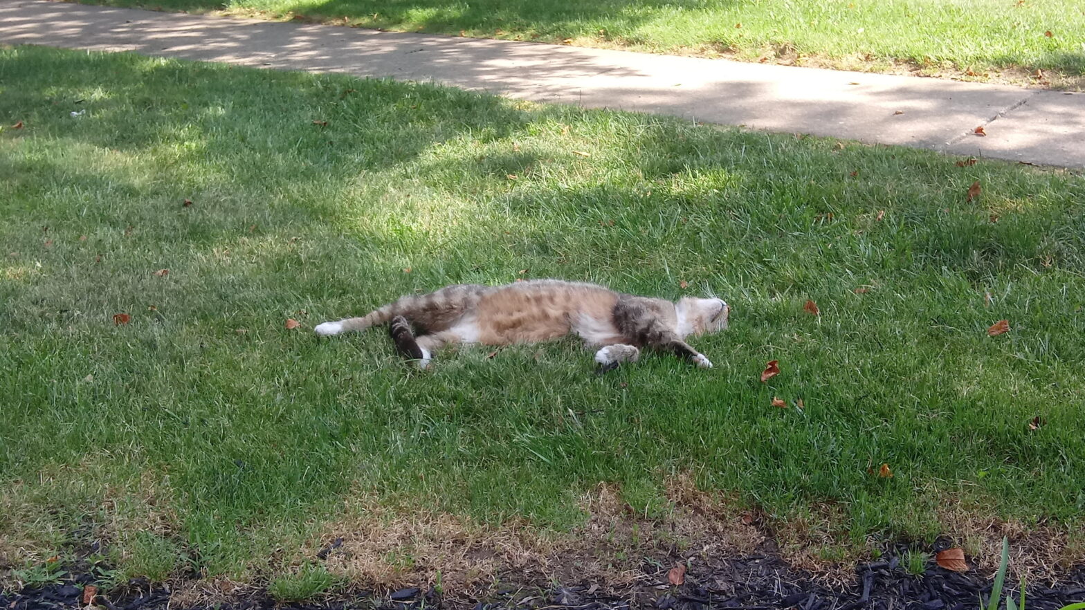 A neighborhood cat, sleeping in the sun