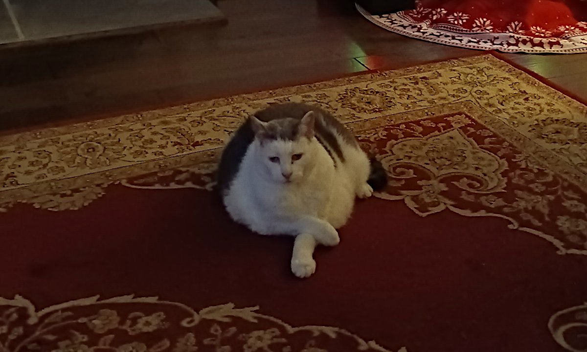 Albert, chilling on the carpet
