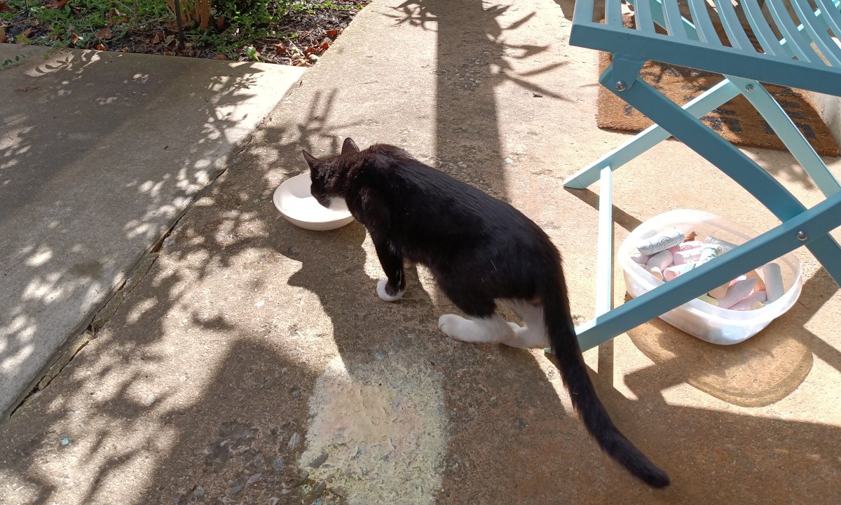 Tuxedo cat drinking milk from a dish outside my apartment