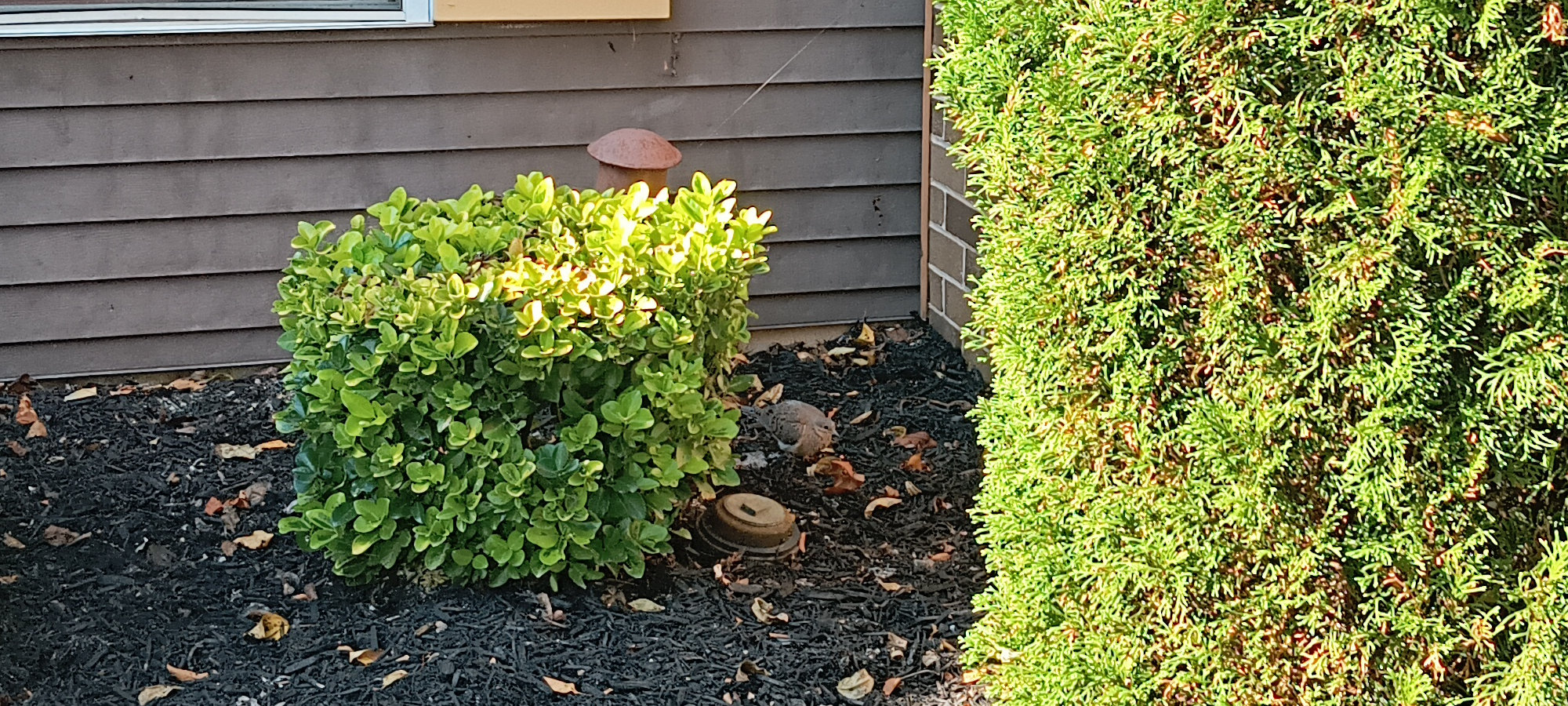 A gray-ish bird lurking behind a bush outside my apartment