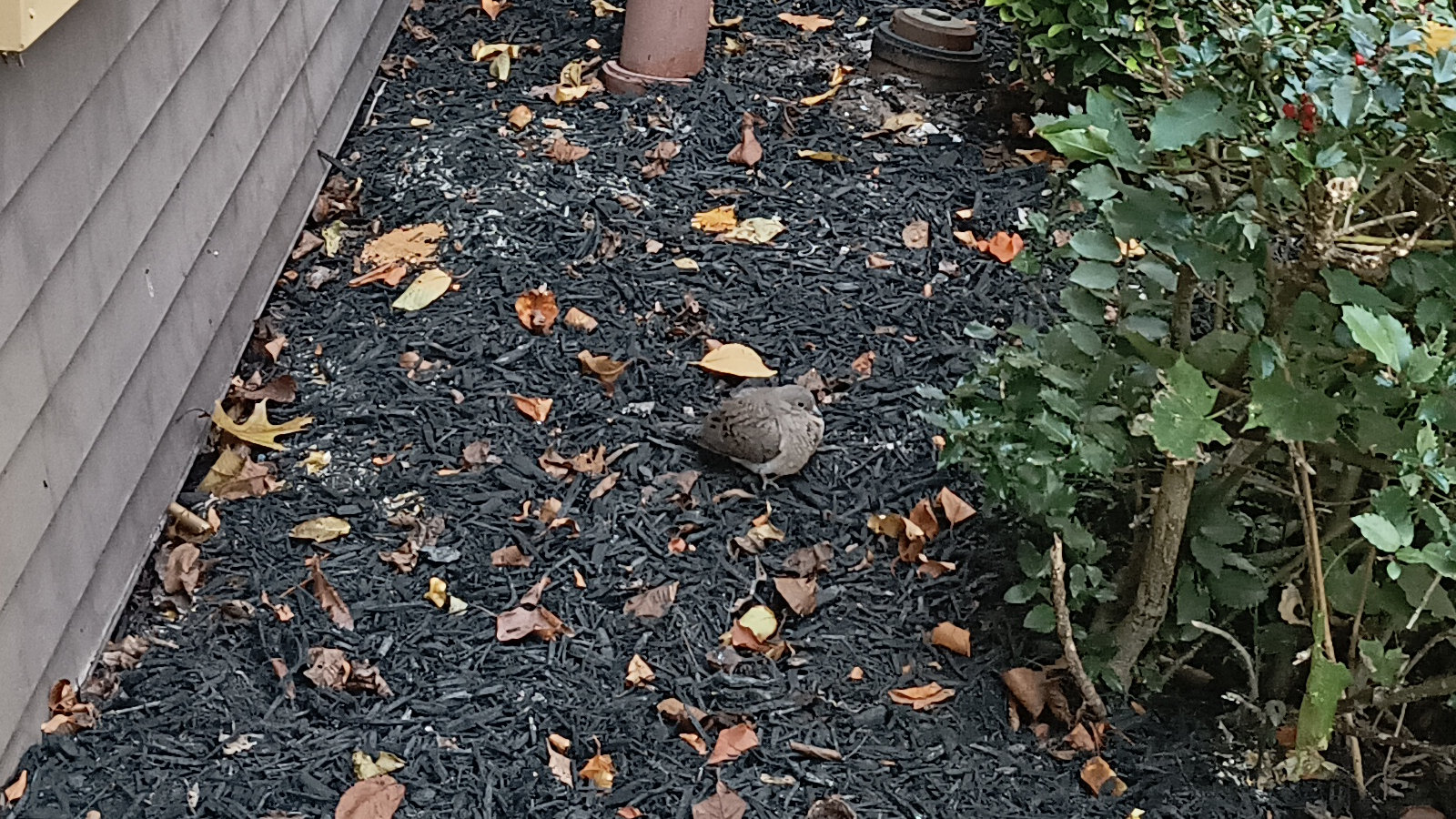 A gray-ish bird lurking behind a bush outside my apartment