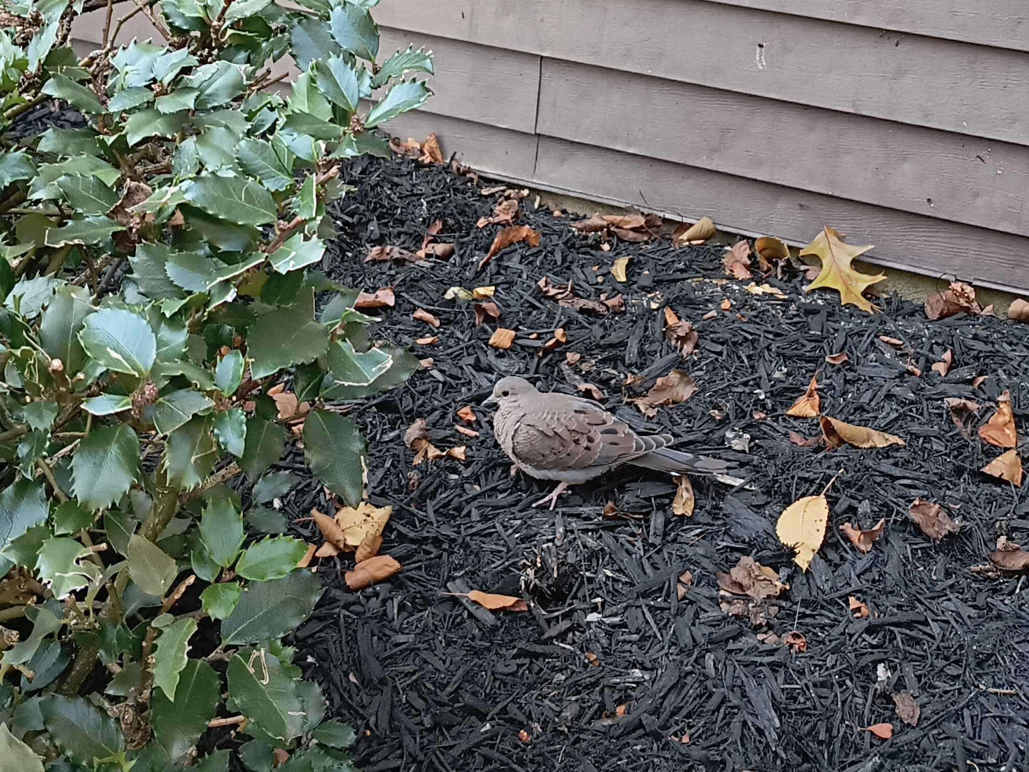 A gray-ish bird lurking behind a bush outside my apartment