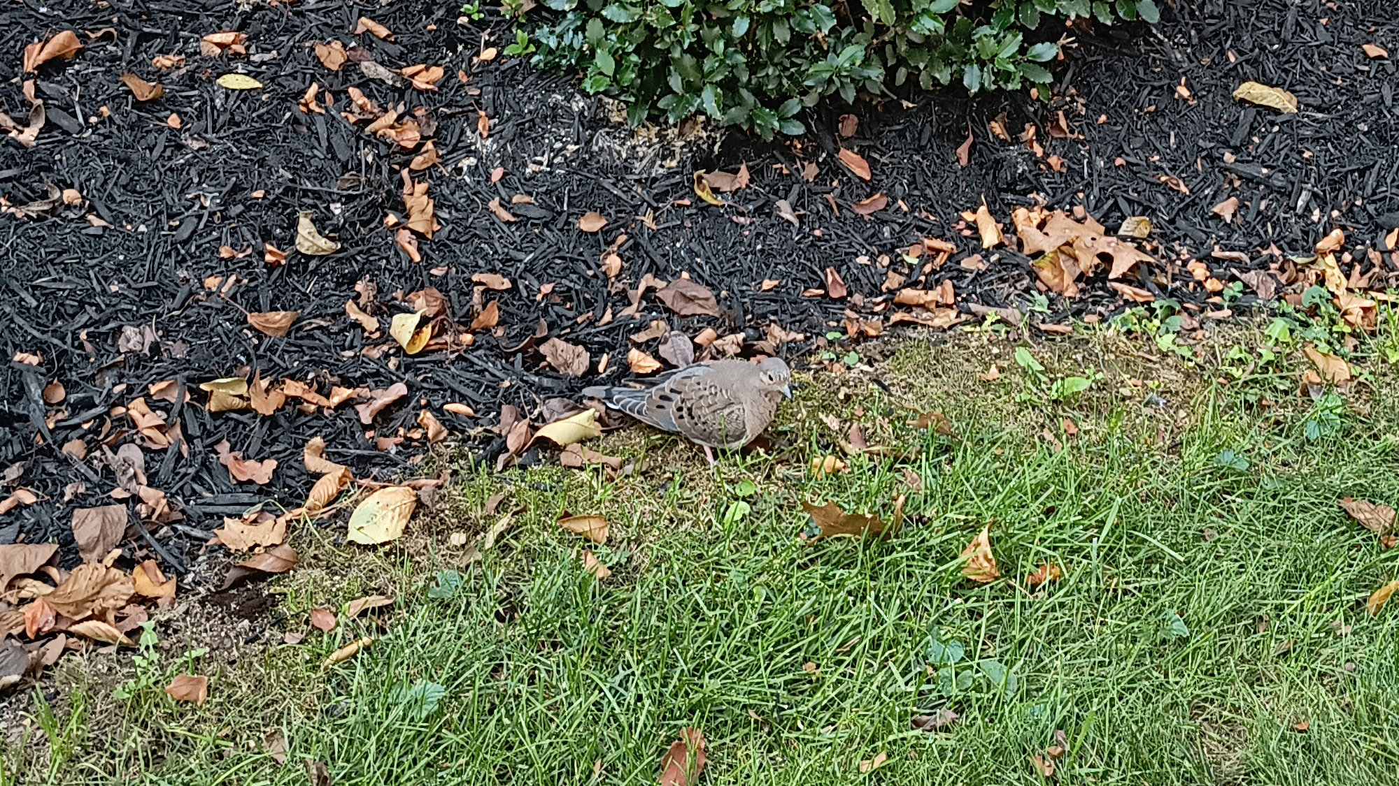 A gray-ish bird standing at the edge of the mulch and grass outside my apartment