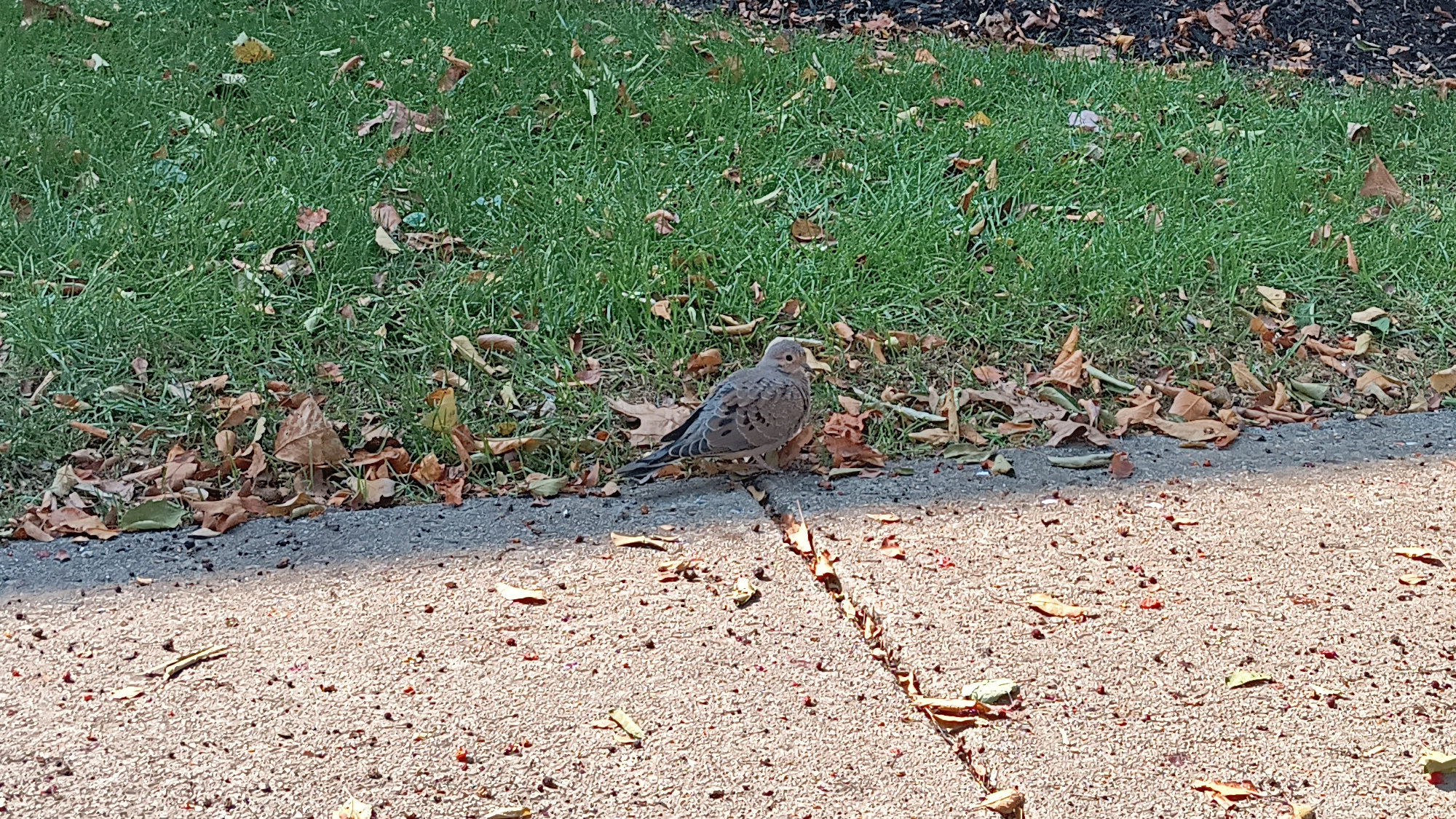 A gray-ish bird standing at the edge of the grass and the sidewalk outside my apartment