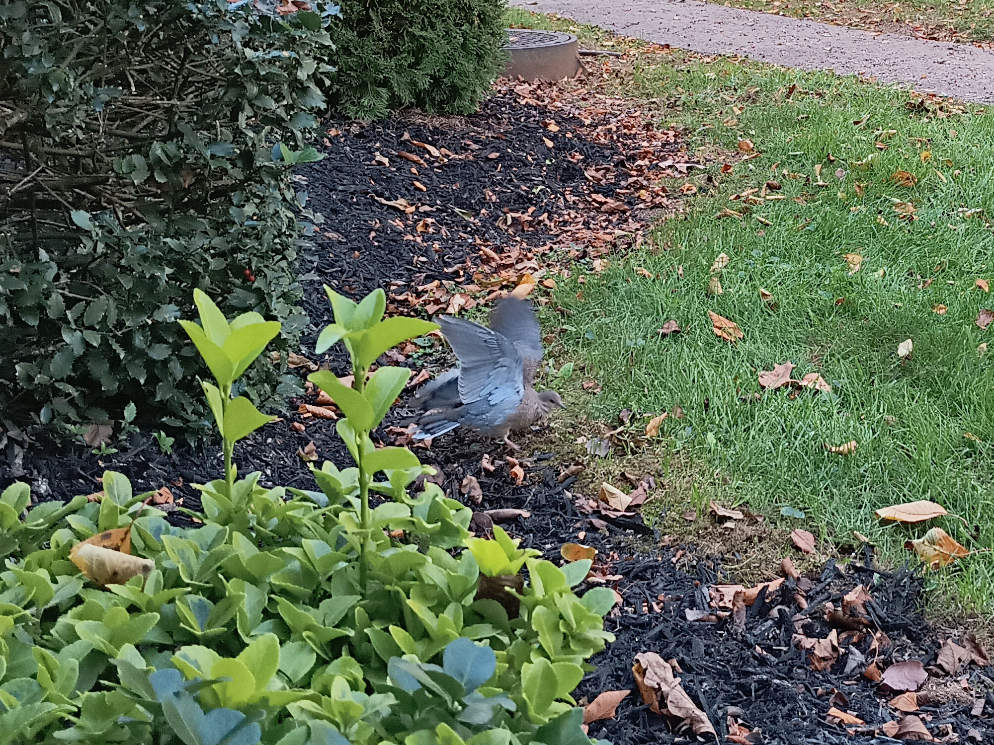 A gray-ish bird taking flight because I got too close outside my apartment