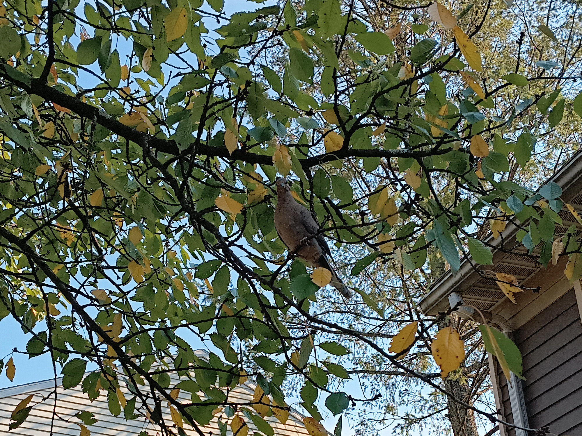 A gray-ish bird giving me a death stare from a tree above me outside my apartment