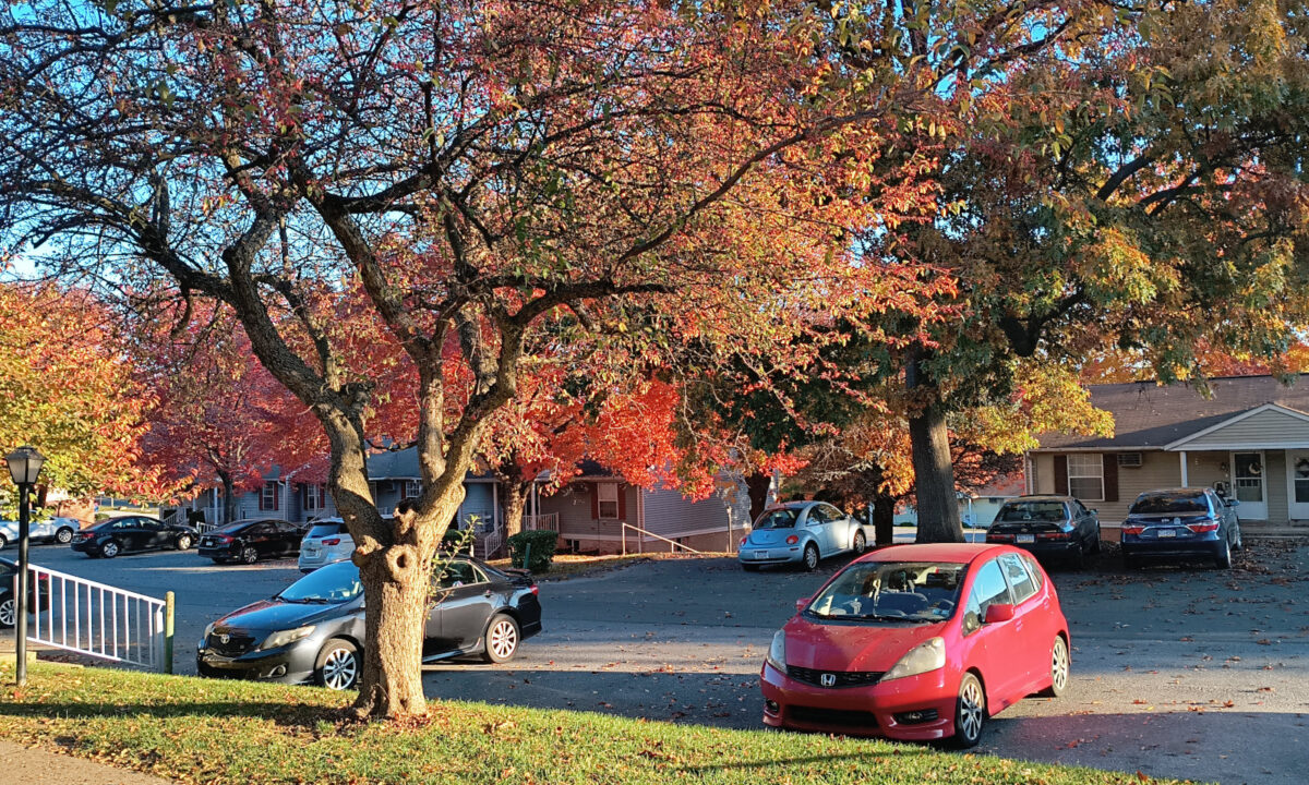 The trees around the apartment complex, with red and orange leaves