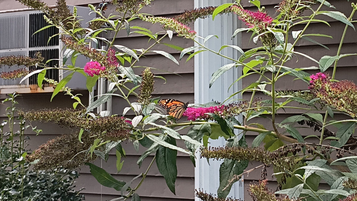 Monarch butterfly on my neighbors' flowers.