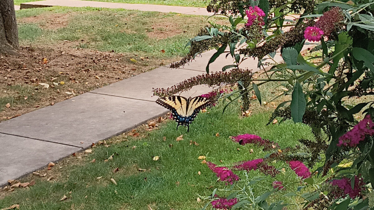 An Eastern Tiger swallowtail, also on my neighbors' flowers