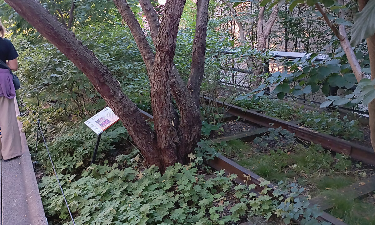 Old railroad tracks, overground with nature on the High Line