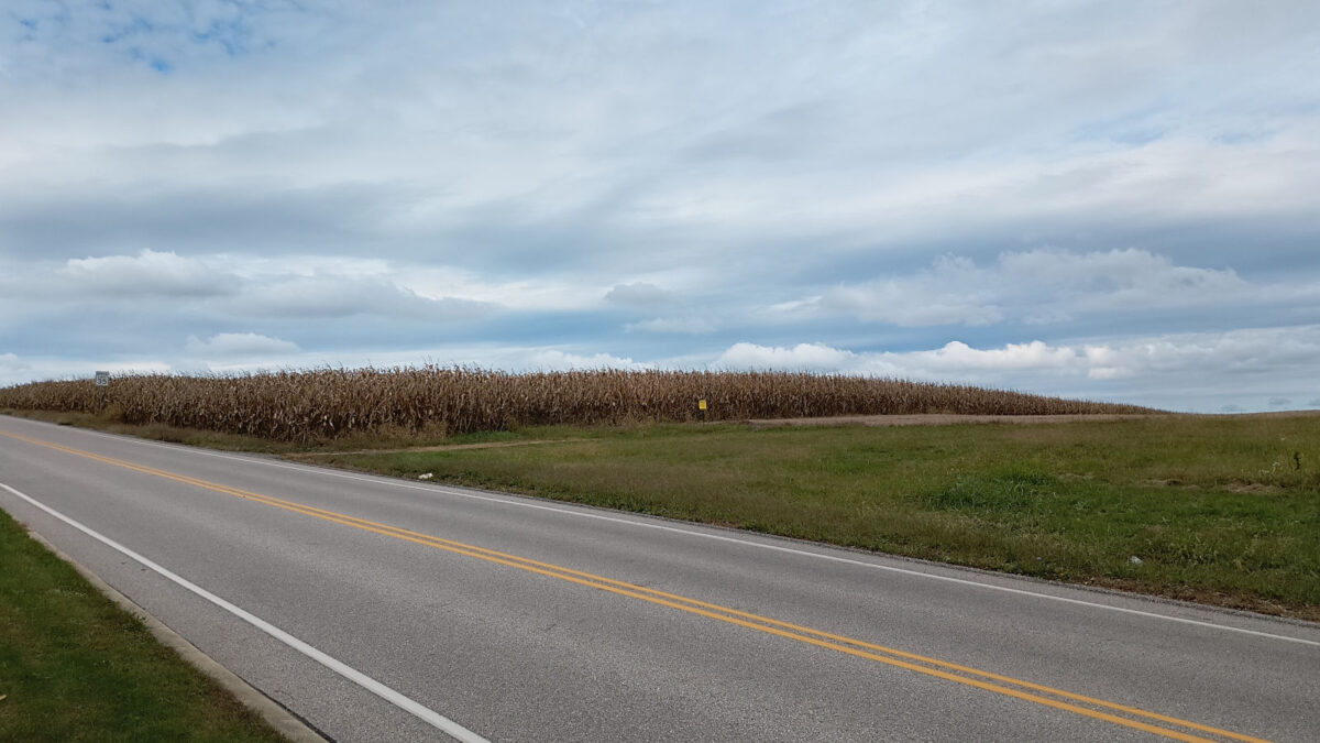 Clouds over a dying corn field