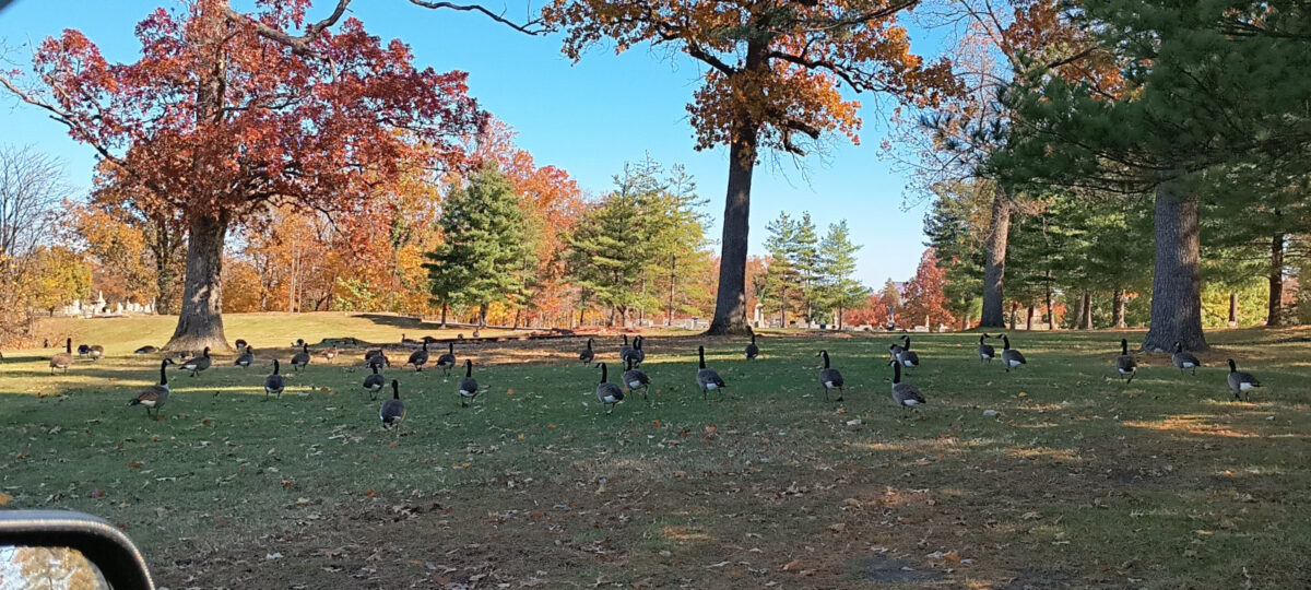 Geese milling about at Loudon Park Cemetery on a large patch of grass under the trres