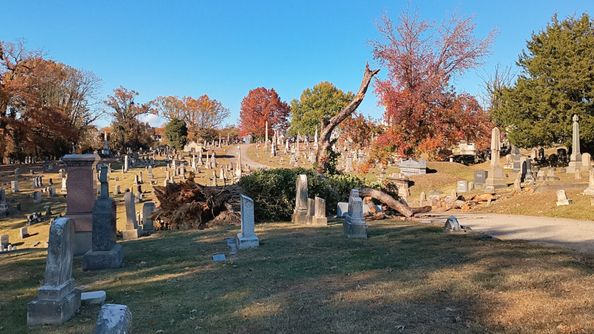 A tree collapsed on toppled graves