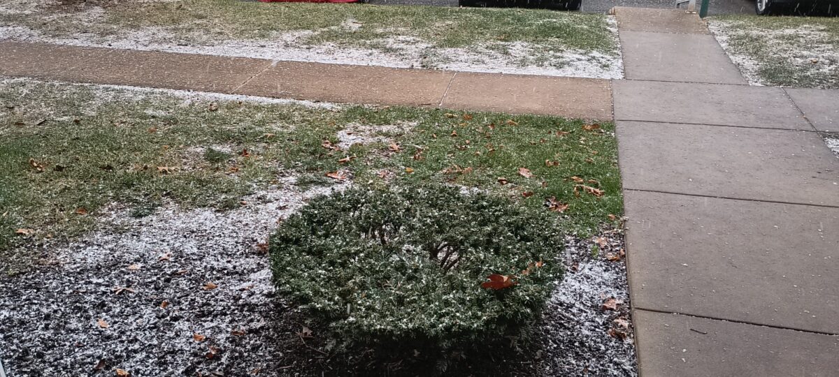 A light dusting of snow on the grass, dirt, and bush outside my apartment