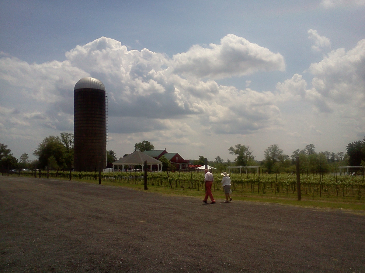 My dad and mom, walking to the winery. Mother's Day 2012.