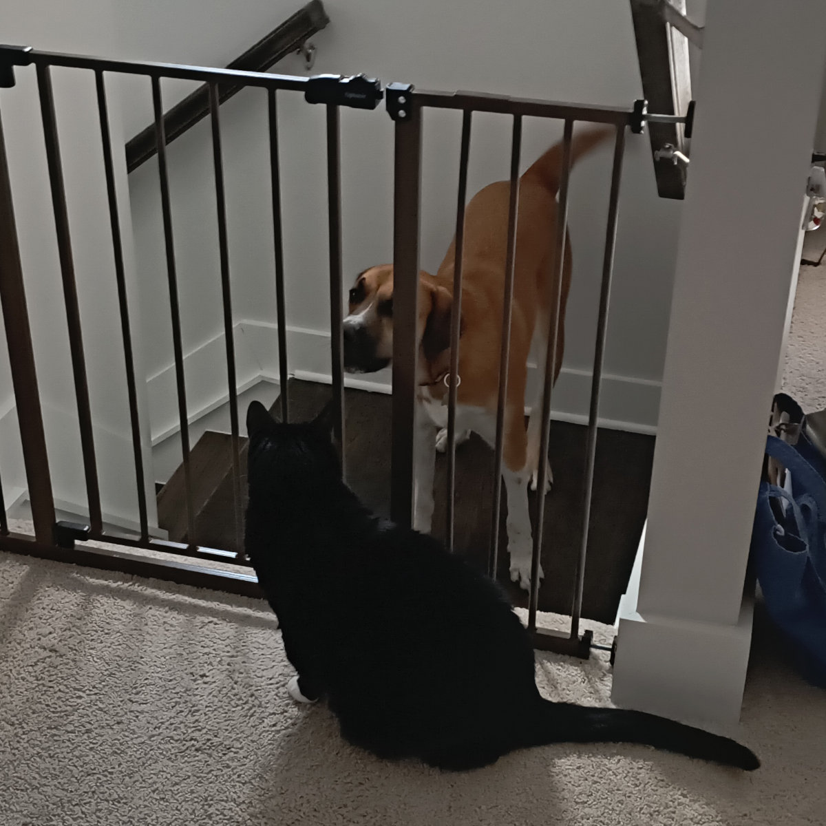 The cat RC, safe from Archie on the other side of the ate