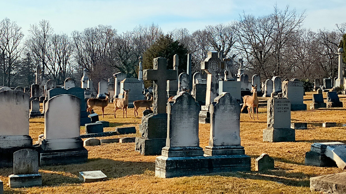 Deer among the graves, staring at an idiot