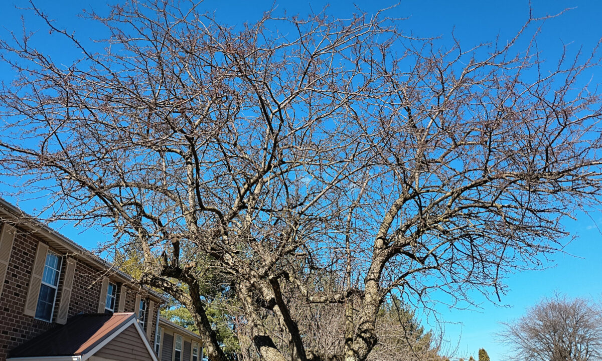 The tree, with the branches looking like they're ready to sprout green stuff... and pollen
