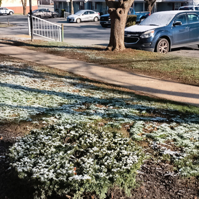 Light snow covering the grass and bush outside my apartment
