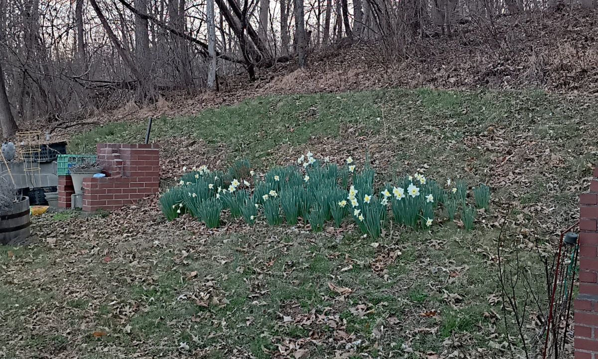A bank of daffodils on the side of the hill, backed by woods