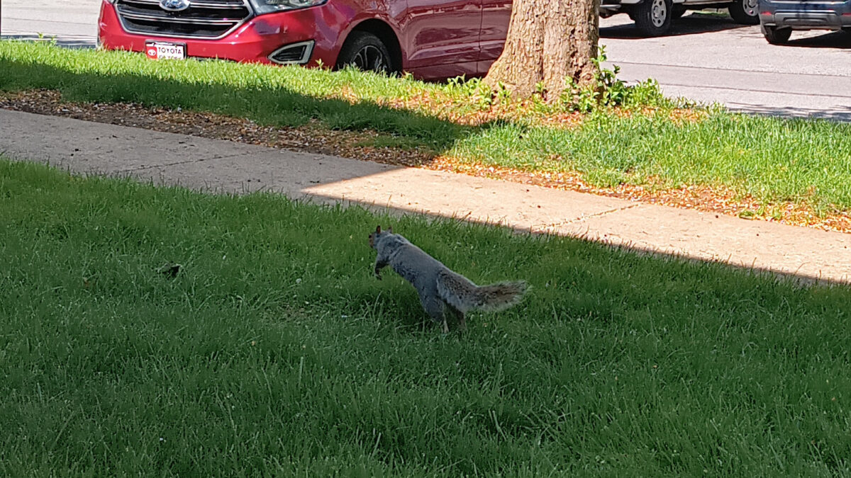 A squirrel, running through the grass, photographed mid-leap