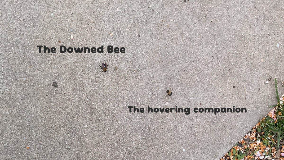 A bee is splayed out on the sidewalk. Another hovers nearby.