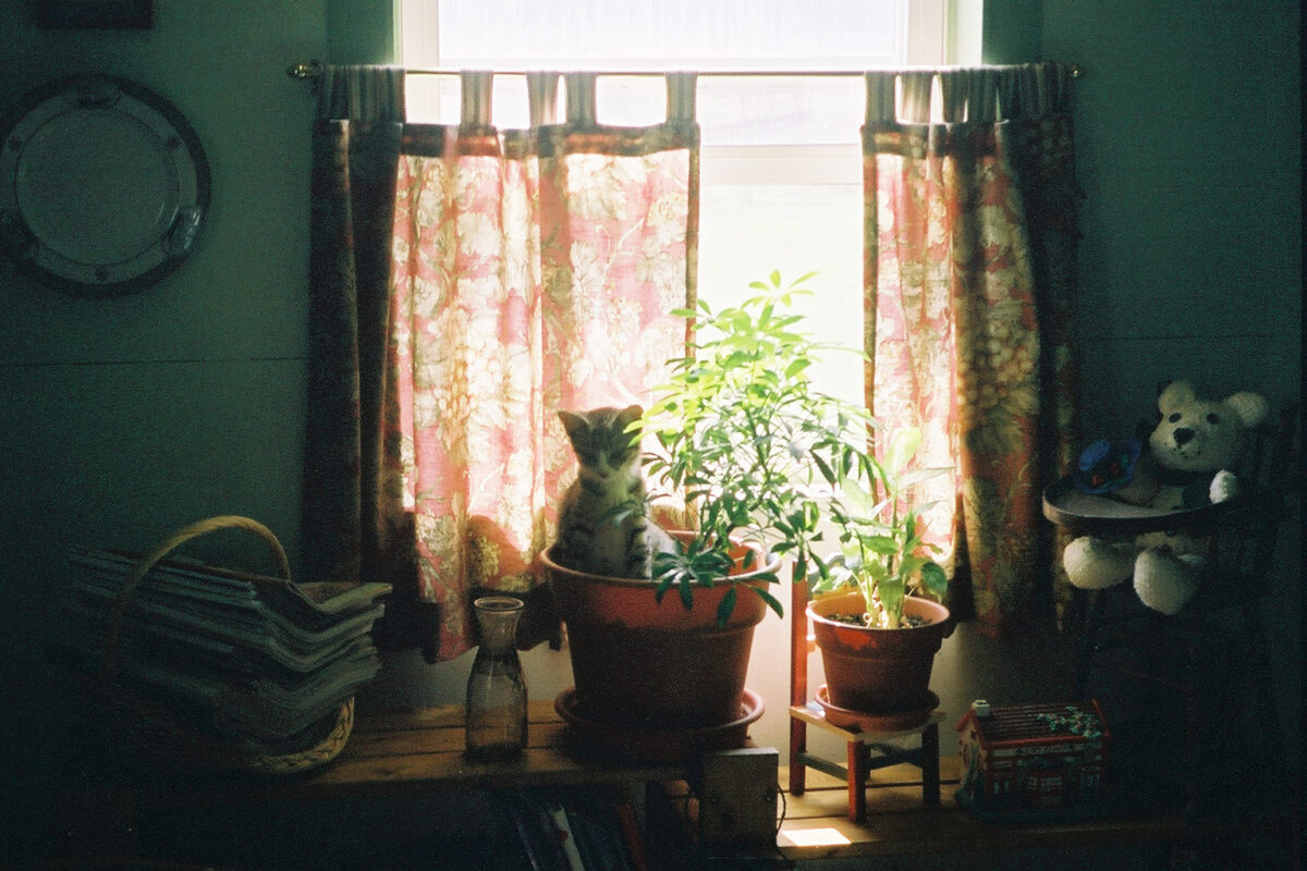 Guinevere, my polydactyl cat, sitting in a flowerpot in a dark room